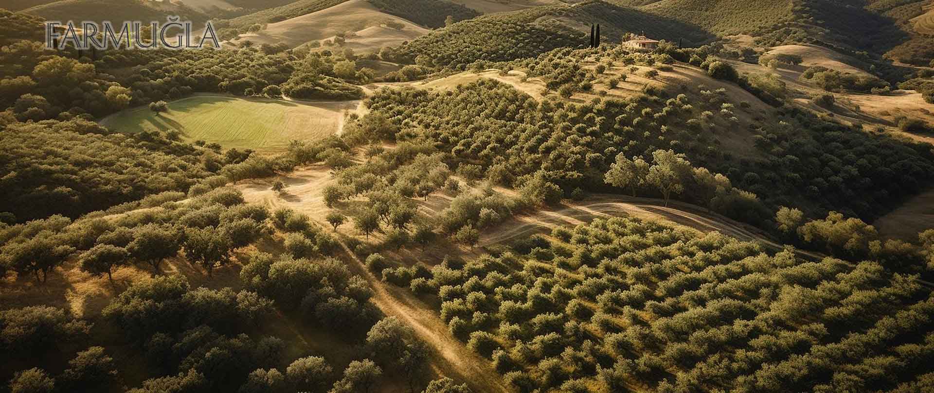 oil tree